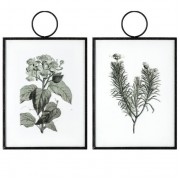 Botanist Study I Hanging Art Set of Two